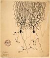 Microscopic image of a Purkinje cell, a large neuron found in the cerebellum