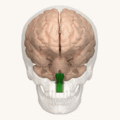 Animation of the pyramid in the medulla oblongata