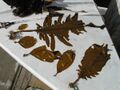 Undaria pinnatifida Growth Stages