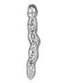 Dicyema macrocephalum