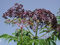 Elderberry fruit