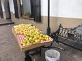 Psidium guajava