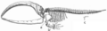Whale skeleton