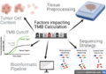 Factors Influencing TMB Calculation