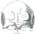 Zygomatic_process