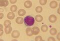Lymphocyte