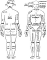 Older image of; Parts of the Human Body. Posterior and anterior view. From the 1933 Morris' Human Anatomy.