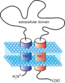 Schematic P2XR Subunit V2