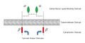 Structure of IGF-1 receptor