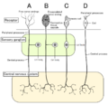 Structure of sensory system (4 models)