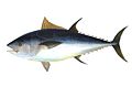 Bluefin tuna
