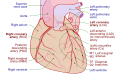 Diagram of coronary arteries