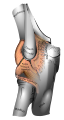 Diagram of the elbow joint