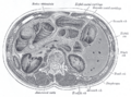 Ascending_colon
