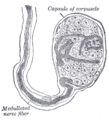 Bulboid corpuscle