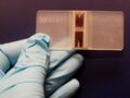 Hemocytometer with gloved hand