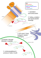 Insulin signaling pathway