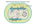 Mitochondrial electron transport chain (annotated diagram)