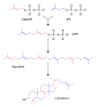 Sterol synthesis
