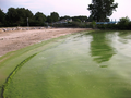 Blue-green algae bloom Lake Erie