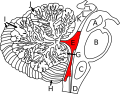 Fourth ventricle in the human cerebellum