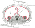 Ascending_colon