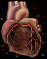 Left anterior descending artery