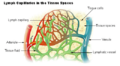 Illustration of a lymph capillary