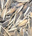 Oryza glaberrima