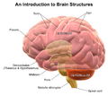 Brain Structures