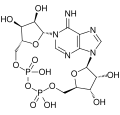Cyclic ADP ribose