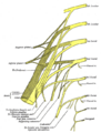 Gray's Anatomy illustration of the piriformis nerve.