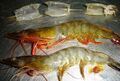 Whiteleg shrimp specimen
