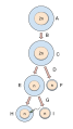 Oogenesis
