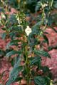 Sesamum indicum