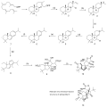 Biosynthesis of Ginkgolide B