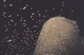 Brain coral