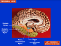 Cerebral gyri - medial surface