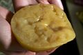 SCOBY mushroom