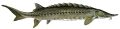 Sturgeon