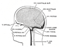 Occipital sinus