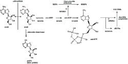 Vidarabine