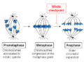 Spindle chromosomes