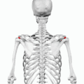 Animation of acromial angle of scapula