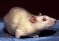Albino rat used in schizophrenia research