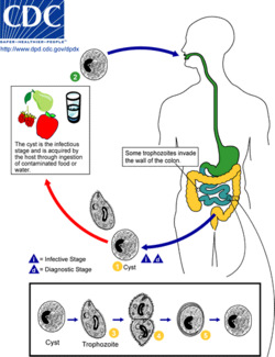 Balantidium Life Cycle