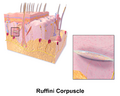 Skin Ruffini Corpuscle