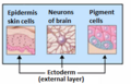 Ectoderm layer illustration