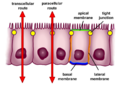 Selective permeability routes in epithelium