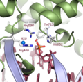 Topoisomerase IB active site